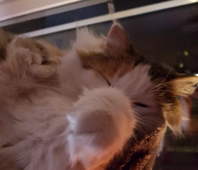 Sibirisk katt Pandora